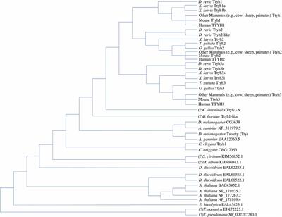 The tweety Gene Family: From Embryo to Disease